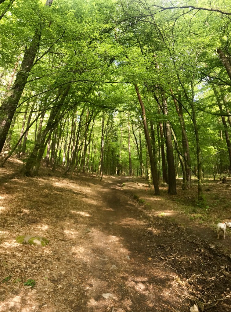 Vlčí halíř ( Mnichovice )