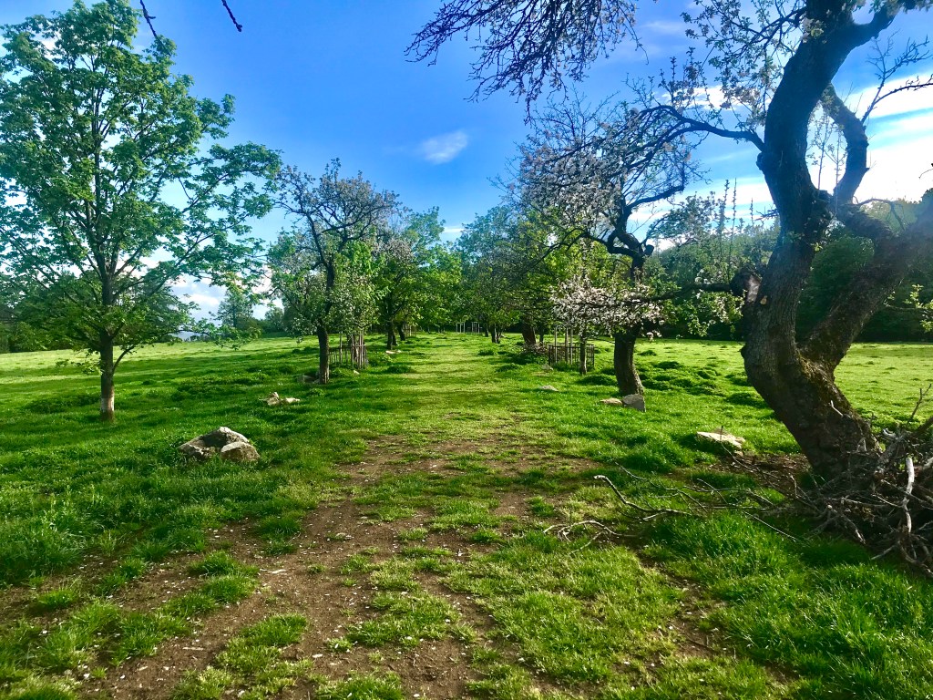 Myšlínské pastviny